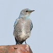 Mountain Bluebird